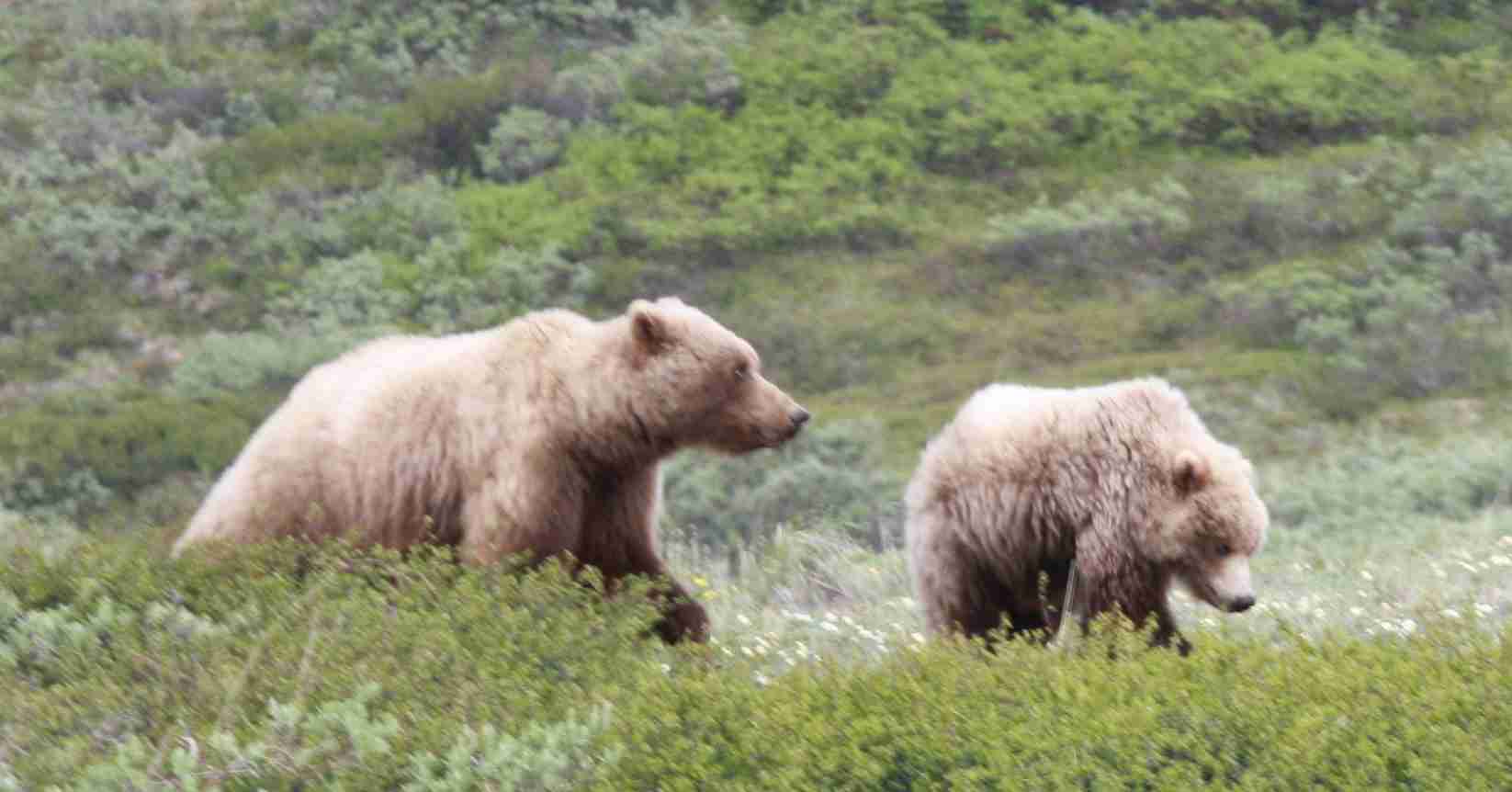 2019-06-14 ALCAN Denali 2 Bears.jpg